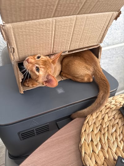 An orange tabby cat lies inside an open cardboard box, which is resting on a dark gray printer. The cat's head is turned to the left, looking upwards. The box is tilted, with its top flap open. The printer has a ventilation grille on its side and a triangular warning symbol above it. To the right of the printer is a woven placemat. The background is blurred, showing a textured wall and what appears to be a window. There is no indication of the city of Stary Oskol, Russia in the image.