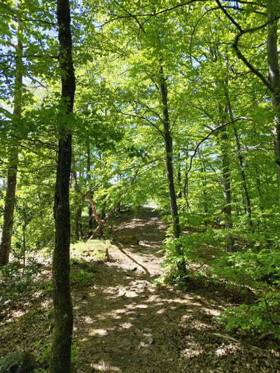 This media file captures a serene forest scene in Mettlach, Germany. The primary subjects are numerous tall trees with a dense canopy of vibrant, light-green leaves, suggesting spring or early summer. A narrow, unpaved path winds gently through the center of the frame, leading deeper into the woods.
The setting is a deciduous forest, characterized by the leafy trees and a forest floor covered with fallen leaves, dirt, and some small rocks. Patches of moss and sparse undergrowth are visible alongside the path. Bright sunlight filters through the overhead foliage, creating a striking play of dappled light and shadow across the path and the surrounding ground. Long, distinct shadows are cast by the trees, indicating a clear, sunny day, likely late morning or early afternoon.
No people or objects are visible, implying a natural and untouched environment. The scene evokes a sense of tranquility and natural beauty, inviting a walk or hike. There is no visible text in the image.