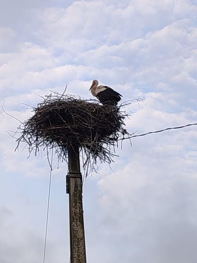 A solitary white stork stands in its large, twig nest atop a utility pole. The stork is facing left, with its white and black plumage clearly visible. Its beak is reddish-brown, and it appears to be resting or observing its surroundings. The nest itself is a substantial structure of interwoven branches, and it is positioned against a backdrop of a pale blue sky with scattered white clouds. The utility pole is dark and weathered, with some visible texture and discoloration. There are wires extending from the pole and across the scene, suggesting an urban or semi-urban environment. The overall impression is one of a natural element, the stork and its nest, integrated into a man-made structure within a broader landscape. This scene was captured in Biliakiemis, Lithuania.