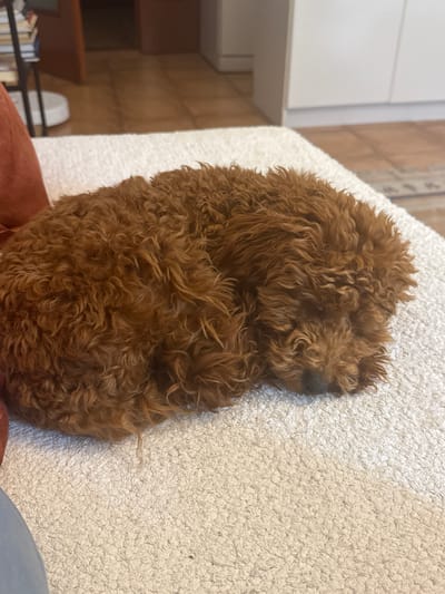 A light-colored, textured rug or carpet fills the foreground of the image, upon which a small, curly-haired, reddish-brown dog is curled up and sleeping. The dog's head is tucked into its body, obscuring most of its face except for its dark nose and a hint of its eye. The dog appears to be a Poodle or a similar breed. Behind the dog, the background is blurred but suggests an indoor environment. To the left, a portion of a reddish-orange upholstered piece of furniture is visible. Further back, a wooden floor can be seen, along with some white cabinets or furniture, and a bookshelf with books. The lighting is natural and appears to be coming from a window or overhead source, casting soft shadows. The image is taken from a slightly elevated angle, looking down at the sleeping dog. The location in Miljevci, Montenegro is not discernible from the visual information provided in the image.