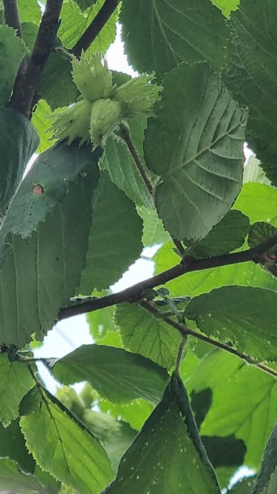 The image shows a close-up view of green hazelnut clusters hanging from a branch, surrounded by large green leaves. The hazelnuts are immature, enclosed in leafy husks that are fanned out and somewhat spiky. Several clusters are visible, with the focus on one group of three hazelnuts in the foreground. The leaves are broad with serrated edges and prominent veins, casting shadows that suggest dappled sunlight. The scene is set outdoors, with bright, out-of-focus sky visible in the background between the foliage. The overall impression is one of lush greenery and the early stages of fruit development. The location context is Vyshka, Ukraine, and the time of day appears to be daytime, likely during warmer months when hazelnuts would be growing. No people, text, or specific events are depicted.