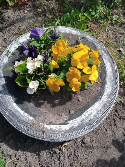 In Luka, Ukraine, a repurposed tire serves as a planter for a vibrant arrangement of flowers. The tire, painted white and black, sits on dark soil outdoors, surrounded by dry grass and green foliage. Inside the tire, a variety of flowers bloom: bright yellow pansies and white flowers with yellow centers are clustered together, interspersed with deep purple pansies. The soil within the planter is dark and appears slightly damp. The overall scene suggests a simple, rustic garden decoration.