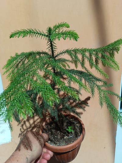 In Uchqo'rg'on, Uzbekistan, a person's hand, with visible hair on the wrist, holds a small potted plant. The plant, a miniature conifer with lush green needles, sits in a brown plastic pot filled with dark soil. A tiny, lighter green sprout is visible in the soil next to the main plant. The pot casts a distinct shadow on a plain, peach-colored wall behind it. The lighting suggests the image was taken outdoors, possibly during the day.