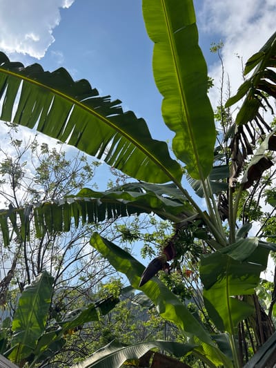 A cluster of banana trees is depicted against a blue sky with scattered white clouds. The foreground is dominated by large, green banana leaves, some of which are partially torn. In the center of the image, a banana flower hangs downwards, with developing bananas visible above it. Other trees and foliage are visible in the background. The scene appears to be an outdoor natural environment.