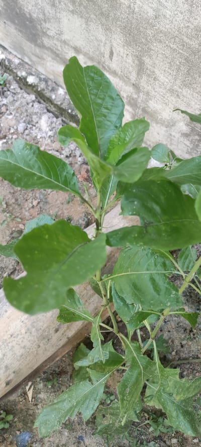 A close-up, low-angle shot captures a small, leafy green plant growing outdoors in Payakumbuh, Indonesia. The plant has several large, serrated leaves, some of which appear damaged with small holes. The leaves are a vibrant green, and a faint, speckled pattern is visible on their surfaces. The plant is rooted in sandy soil, which is partially covered by a light-colored, rough concrete wall in the background. To the left of the plant, a section of light-colored, weathered wood is visible, also resting on the soil. The overall environment suggests a garden or an outdoor area with minimal landscaping.