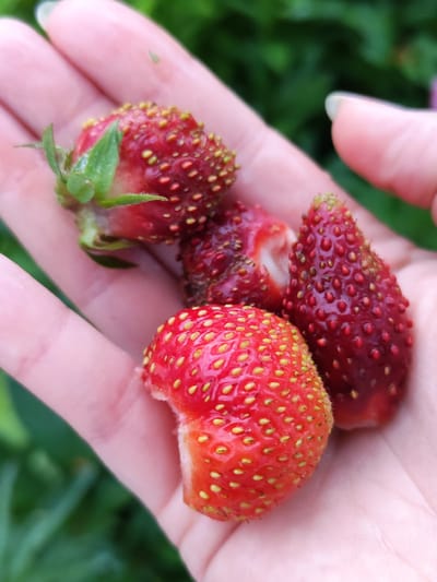 In a hand held outdoors, several wild strawberries are visible. The strawberries are a deep red color with yellow seeds on the surface. One strawberry is partially eaten. The hand is pale with light pink skin. In the background, out-of-focus green foliage suggests an outdoor natural setting, possibly a garden or park in Pervomaysky, Russia.