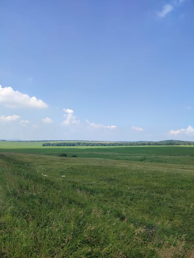 The image depicts a wide-angle view of a vast, rolling green landscape under a bright blue sky with scattered white clouds. The foreground is dominated by tall, uneven green grass with some dried stalks. In the mid-ground, the terrain slopes gently, revealing more cultivated green fields. A line of dense green trees forms a horizontal band across the middle distance, separating the cultivated fields from what appears to be a slightly more elevated, forested background. The horizon is a soft transition between the green land and the blue sky. The overall impression is one of an open, rural, and natural environment. This scene is located in the city of Yamansarovo, Russia.