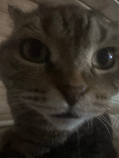 The image is a close-up, low-angle, dimly lit selfie of a tabby cat. The cat's face fills the frame, with its eyes, nose, and mouth prominently featured. The lighting is poor, casting shadows and making some details difficult to discern. The cat's fur is striped with shades of brown and gray. The background is indistinct, appearing to be a soft, textured surface, possibly a blanket or cushion. There is no indication of the city of Ozerki, Russia, or any other specific location within the image. The scene is static, with no action or interaction depicted.