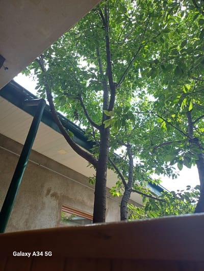 The media file is an upward-looking shot of tree branches and leaves against a bright sky. The foliage is lush and green, suggesting a daytime scene during a warm season. The tree is large, with thick branches casting shadows.
In the background, a building with a textured, beige-colored wall is visible. A window with a wooden frame and blinds is set into the wall. A green gutter or pipe runs horizontally across the lower part of the building's facade. The roofline above the building appears to be dark.
On the right side of the image, a portion of a wooden structure, possibly a balcony railing or a piece of furniture, is prominently in the foreground, creating a framing effect. This wooden element is a warm, brown color.
The overall setting appears to be outdoors, in a residential or possibly a courtyard area, given the presence of a building and the tree. The time of day is likely daytime, with sunlight filtering through the leaves, indicated by the bright sky and dappled light. The weather appears clear and sunny.
Visible text reads "Galaxy A34 5G" vertically along the right edge of the image, which is likely a camera watermark.
The scene is static, with no apparent activity or people. The focus is on the natural elements of the tree and sky, contrasted with the man-made structures of the building and wooden framing. The perspective, looking up, gives a sense of being under the tree. The location context is Angren, Uzbekistan.