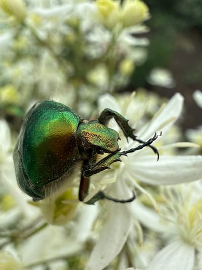 This is a close-up, macro photograph of a green beetle on a cluster of white and yellow flowers. The beetle is metallic green with iridescent hues of gold and copper, and its body is textured with small pits. It has prominent antennae and spiky legs. The flowers are delicate with multiple thin petals, some appearing to be in bloom and others as buds or stamens. The background is blurred, suggesting a garden or natural outdoor environment, with hints of green foliage and darker areas that could be soil or shadows. The lighting highlights the beetle's vibrant colors and the textures of both the insect and the flora. The location is identified as Pavlovka, Russia, implying this scene is captured within that geographical area. There are no people visible in the image.