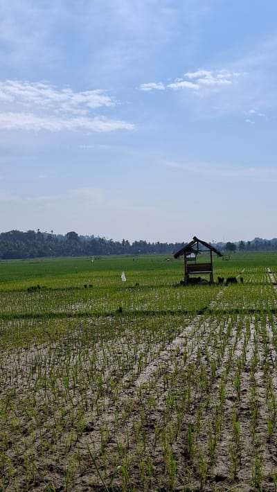 In Meunasahkrueng, Indonesia, a vast, green rice paddy under a bright blue sky dominates the scene. The field is divided into rows, with newly planted rice seedlings emerging from the muddy earth. In the middle ground, a small, thatched-roof hut provides shelter. Beyond the hut, the field continues, stretching towards a distant treeline and rolling hills under a light haze. Several white flags are visible in the distance, planted in the paddy. The overall atmosphere is serene and rural.