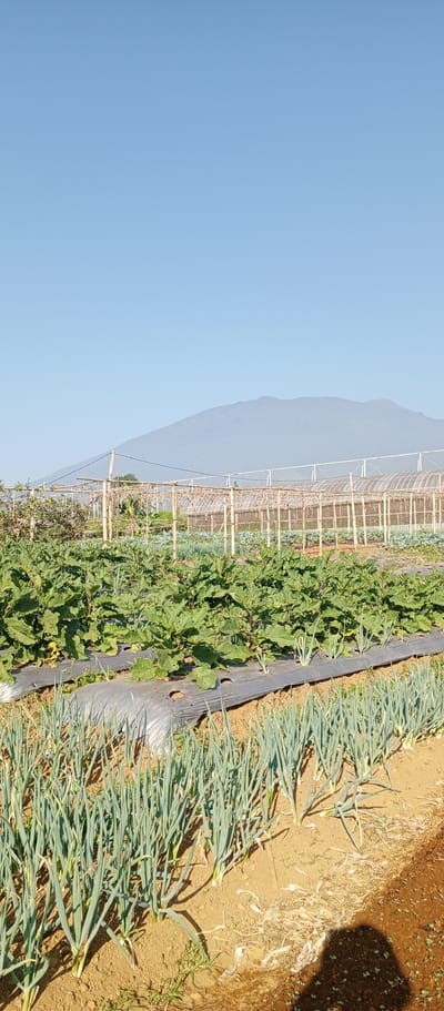 The image depicts a cultivated field under a clear blue sky, with a hazy mountain range in the background. In the foreground, rows of green onions are planted in sandy soil. Behind them, a crop of plants with large, green leaves, possibly eggplant, is growing under black plastic sheeting. Further in the background, agricultural structures, likely greenhouses with bamboo framing and translucent coverings, are visible, suggesting a commercial farm. The scene is set in the rural area of Kudawa, Sri Lanka, known for its agricultural activities. No people are visible in the image. The lighting suggests it is daytime, likely morning or late afternoon due to the soft shadows cast.