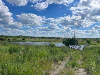 This is a high-angle, medium shot of a natural landscape under a bright, cloudy blue sky. The foreground is dominated by a variety of tall, green grasses and some scattered pink wildflowers. A dirt path, composed of small stones and soil, winds its way from the lower right corner into the middle ground. Beyond the foreground, a body of water, likely a lake or pond, is visible. The far bank of the water is lined with trees and dense vegetation, with a few scattered, leafless trees also present, including one prominent dead tree with sparse branches to the right of the water. In the distance, the landscape is a mix of green fields and scattered trees, extending to the horizon. The sky is filled with numerous fluffy, white cumulus clouds against a vibrant blue backdrop. There are no people or animals visible in the image. The scene appears to be in a rural or undeveloped area, possibly part of the outskirts of Michurinsky, Russia, given the general appearance of the vegetation and the vast, open sky.