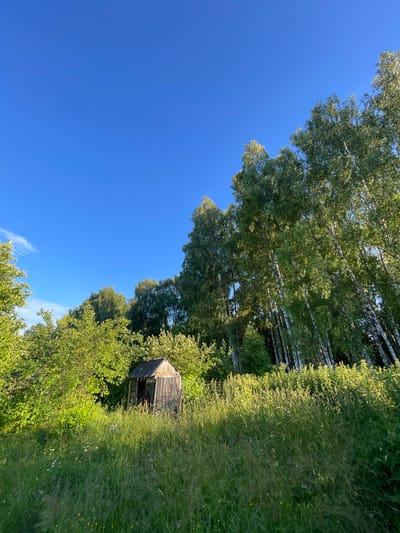 A small, rustic wooden shed stands in a grassy clearing surrounded by dense green foliage and tall birch trees. The shed appears weathered and dilapidated, with a sloped roof and visible wooden planks. Sunlight filters through the leaves, casting dappled shadows on the overgrown grass. The sky above is a clear, vibrant blue. The scene is located in the city of Заречный, Russia.
