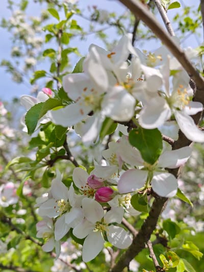The image shows a close-up of blooming apple blossoms, with white petals and yellow stamens, clustered on dark brown branches. Green leaves are interspersed among the flowers. A few unopened pink buds are also visible. The background is blurred, but suggests more branches, blossoms, and green foliage, with a patch of blue sky peeking through. The location, Parkhomivka, Ukraine, is based on the image context but is not visually discernible in the image itself.