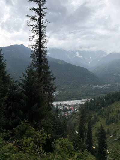 An overcast day frames a mountainous landscape in Bahang, India. In the foreground, a tall, dark pine tree dominates the left side of the frame, its branches sparse and reaching skyward. To its right, a cluster of smaller, dense pine trees creates a dark green wall. Beyond the trees, a valley unfolds with a town nestled along a wide, rocky riverbed. The town, characterized by multi-story buildings with red and green roofs, is surrounded by a lush, verdant forest that climbs the steep mountain slopes. The distant mountains are shrouded in mist and clouds, with patches of snow visible on their peaks. The overall atmosphere is subdued, with muted colors due to the cloudy weather.