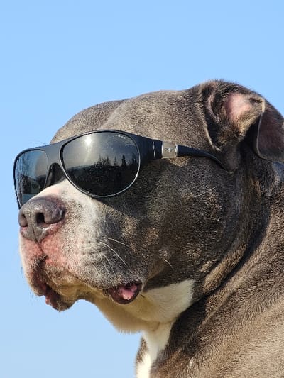 A grey and white American Bully type dog is depicted in a right-profile close-up, wearing dark aviator-style sunglasses with black frames and reflective lenses. A silver emblem is visible on the right temple of the sunglasses. The dog's snout displays white fur, and its mouth is slightly ajar, revealing pink gums. The background consists of a clear, light blue sky, indicating an outdoor, daytime setting. The scene is located in Schifflange, Luxembourg.
