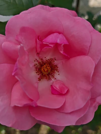 This is a close-up, high-angle shot of a bright pink rose in bloom. The focus is on the intricate details of the flower, with soft pink petals overlapping to form a full bloom. The center of the rose reveals its stamen and pistil, with small, dark brown anthers clustered around a lighter yellow center. A few green leaves are visible in the upper left corner, suggesting an outdoor setting with natural lighting. The background is softly blurred, with hints of green and brown, possibly indicating more foliage or a garden environment. The image captures the delicate beauty and texture of the rose.