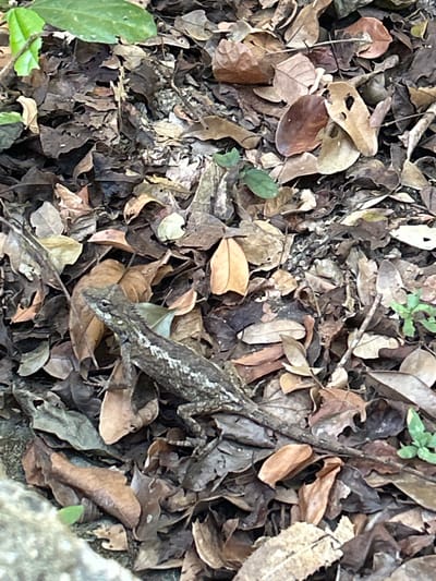 A lizard with brown and white patterned scales is camouflaged among a bed of dry leaves and some green foliage on the ground. The lizard is positioned diagonally in the lower left quadrant of the frame, facing left, with its head slightly elevated. The environment appears to be a forest floor with a mix of decaying brown leaves and scattered green sprouts. The lighting suggests an outdoor setting with diffused sunlight. The specific location of Hoa Thang Ward, Vietnam, is not visually discernible from the image alone.