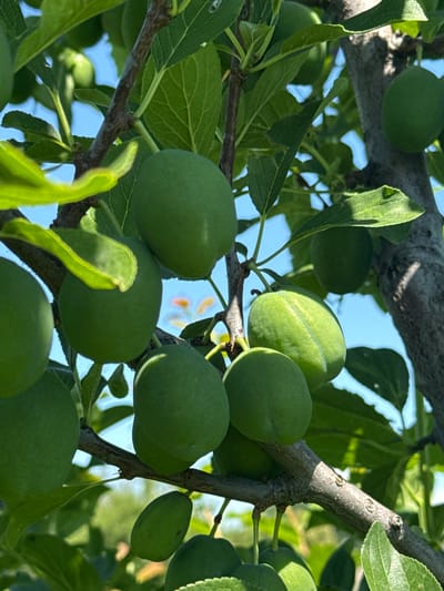 The image captures a close-up view of unripe green plums hanging from a tree branch. The plums are oval-shaped and vary slightly in size, with a smooth texture. They are clustered together on the branch, surrounded by vibrant green leaves. Sunlight filters through the foliage, creating highlights and shadows on the fruit and leaves. The background shows a blurred expanse of green foliage and a bright blue sky, suggesting an outdoor setting. The scene is likely located in Hraniv, Ukraine, given the context provided. There are no people or animals visible in the image.