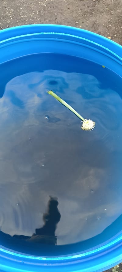 A single stem with a yellow, fluffy flowerhead floats in a large blue plastic bucket filled with dark water. The bucket is positioned outdoors on a gravel surface. The water's surface reflects the sky and possibly a silhouette of a person, creating distorted shapes and shadows. The scene is likely in Хохлы, Russia, based on the provided context.