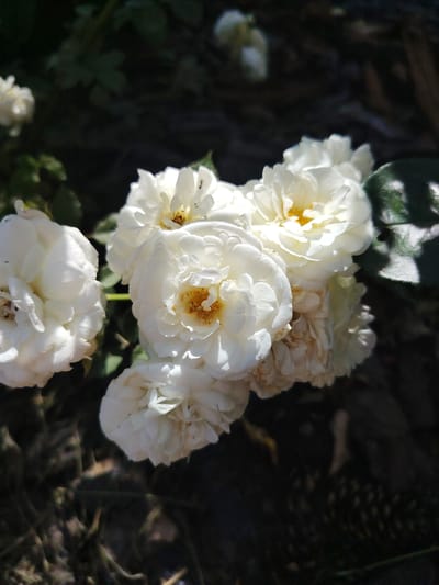 A close-up shot captures a cluster of delicate white roses bathed in bright sunlight. The roses are full and layered, with some showing hints of yellow at their centers. They are set against a dark, out-of-focus background, which appears to be natural foliage and earth. A few green leaves are visible, some catching the light and casting shadows. The overall impression is one of natural beauty and gentle illumination. One of the roses, in the upper right quadrant, has a tiny black ant crawling on its petals. The lighting suggests it is daytime, likely late morning or early afternoon given the strong shadows. The setting appears to be an outdoor garden or natural area, with the dark background hinting at a wooded or overgrown environment. No text is visible in the image. The scene evokes a sense of peacefulness and the ephemeral beauty of flowers.
