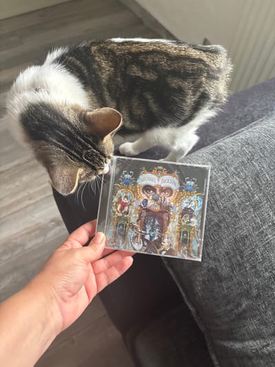 A medium-angle, eye-level indoor shot shows a tabby cat next to a hand holding the "Dangerous" CD by Michael Jackson. The cat is lying on a light gray wooden floor next to a gray upholstered sofa. The cat is facing away from the camera, with its head turned towards the CD. The hand is holding the CD to the right of the cat's head. The CD is in a clear plastic case. The setting is a domestic interior, with the sofa and wooden floor suggesting a living room or similar space. The location cannot be determined to be in the city of Manchester, United Kingdom.