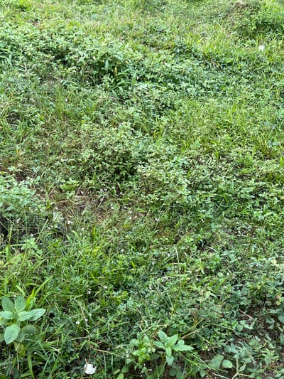 The image is an overhead view of a dense, overgrown grassy area. The ground is covered with a variety of green vegetation, including tall blades of grass, clover-like plants with small leaves, and some scattered small white flowers. There are also patches of exposed brown soil visible throughout the greenery, indicating uneven terrain or possibly areas where the grass is sparser. The overall impression is of an unkempt natural space, likely an outdoor area. The location is identified as Meteseh, Indonesia, suggesting a natural or semi-natural environment within or on the outskirts of the city. There are no people or animals visible in the image, and no specific actions or interactions are depicted. The environment is characterized by the abundance of plant life and the presence of soil.