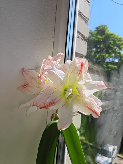 A close-up, slightly angled view captures a blooming Amaryllis flower with white petals edged in pink and red stripes. The flower is positioned on a windowsill, with a plain white wall to its left and a window to its right. Through the window, a blurred view shows green foliage and a bright blue sky, indicating an outdoor environment. A faint reflection of a parked vehicle is visible on the window's surface. The overall scene suggests a domestic setting, likely in a city such as Rodniki, Russia, where houseplants are commonly displayed near windows for sunlight. There are no people visible in the image.