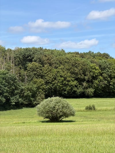 This image presents a natural landscape located in Niederanven, Luxembourg. The scene is dominated by a vast green field, gently undulating, under a bright blue sky.
The sky occupies the upper third of the frame, displaying a clear light blue hue with scattered white cumulus clouds. These clouds are well-defined and appear to be at different altitudes, with some thinner, higher wisps also visible.
In the background, a dense line of trees forms a dark green forest that stretches across the horizon. This forest appears to consist of a mix of deciduous and possibly some coniferous trees, exhibiting varied shades of green foliage. Towards the left side of the forest, several lighter-colored, bare tree trunks are discernible, suggesting dead or leafless trees.
The midground features a solitary, distinctly round and bushy tree positioned slightly to the left of the center. This tree has a dense canopy of light, silvery-green leaves and casts a small, dark shadow directly beneath it on the grass. Further to the right and slightly behind this main tree, a smaller, darker green bush is visible. The field in the midground is a uniform green, appearing to be mown or grazed.
The foreground is covered by a field of tall, unkempt green grass, showing individual blades and a somewhat textured surface. The grass color in the foreground is a lighter, more vibrant green compared to the midground. No people, animals, or man-made structures are visible within the frame.