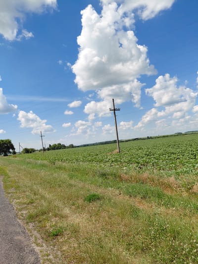 The image depicts a vast, green field of crops, likely sunflowers, under a bright blue sky dotted with fluffy white clouds. A dirt road runs along the left edge of the frame, bordered by a strip of dry, yellowed grass interspersed with patches of green. Two wooden utility poles with power lines strung between them are visible in the field, one closer to the foreground and another further in the distance. Trees line the horizon behind the field. The scene appears to be located in Hoholeve, Ukraine.