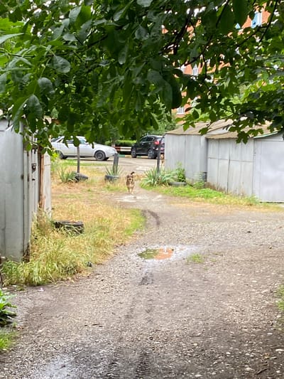 The image shows a view of a gravel driveway with patches of grass and vegetation, leading towards a row of garages. A light-colored car is parked to the left, and a dark-colored car is further down the driveway. A medium-sized dog with light brown and dark brown fur is walking away from the camera in the middle of the driveway. The scene appears to be outdoors, possibly in a residential area of Zapadny, Russia, given the presence of garages and cars. The overall impression is of a somewhat unkempt, possibly damp, environment, with green foliage from trees overhead partially obscuring the view.