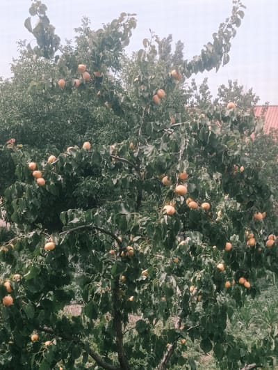 The image depicts an apricot tree laden with ripe, orange fruit, set against a backdrop of lush green foliage and a pale sky. The tree branches are laden with numerous apricots, some hanging in clusters and others singly, interspersed with dark green leaves. In the background, a portion of a red-tiled roof is visible, suggesting the presence of a dwelling. The overall scene is natural and rural, with no people or human activity apparent. The location is identified as Novopokrovka, Kyrgyzstan.