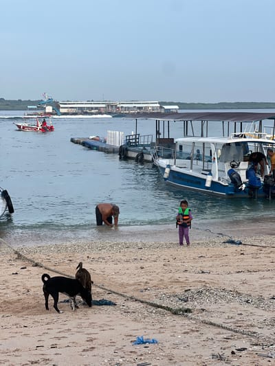 A vertical beach scene shows a boat docked in the water, a child wearing a life jacket standing near the shoreline, and an adult sitting and playing in the water. Two dogs are together on the sand. A rope lies on the beach. In the distance, buildings line the horizon.