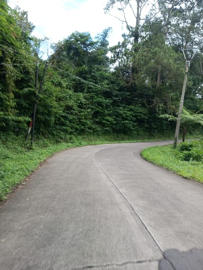 The image displays a curved, gray paved road in Ariyalai, Sri Lanka, viewed from a low perspective. The road surface, appearing to be asphalt or concrete, features a central longitudinal expansion joint and curves distinctly to the right in the foreground, then gently to the left further back. Dense, lush green foliage and trees line both sides of the road, forming a natural wall, with taller trees visible against a bright, overcast sky in the upper portions of the frame. On the left side, a dark utility pole stands vertically, partially obscured by vegetation, with a white and red reflective marker attached. Multiple utility wires are visible strung horizontally across the upper part of the image, connecting to poles. Another lighter-colored utility pole is present on the right side of the road, behind which more varied green foliage and a tall fern-like plant are visible. The immediate edges of the road are bordered by strips of green grass and smaller plants. Shadows, possibly from a vehicle or overhead objects, are cast onto the lower right portion of the road surface. No individuals, animals, or vehicles are present. The scene indicates a rural or semi-rural environment.