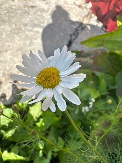 A single white daisy with a bright yellow center is in sharp focus in the foreground of the image. The daisy's petals are white and slightly curled. The background is blurred and out of focus, showing green foliage, a concrete surface with a shadow, and a hint of red fabric. The shadow on the concrete appears to be that of a person. The image is taken outdoors in daylight.
