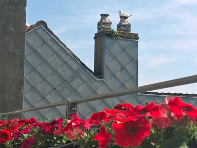 The image depicts a rooftop scene in Ostend, Belgium, under a clear blue sky. In the foreground, a dense cluster of vibrant red petunias fills the bottom portion of the frame, obscuring a metal railing and planter box. Beyond the flowers, the grey, diamond-patterned slate roof of a building slopes upwards and to the left. Two decorative stone chimney pots stand prominently on a darker grey chimney, one with a seagull perched on its peak. Green foliage is visible growing around the base of the chimney pots. To the left, a dark, textured vertical structure, possibly a wall or another chimney, partially enters the frame. The overall impression is a detail of urban architecture and nature.