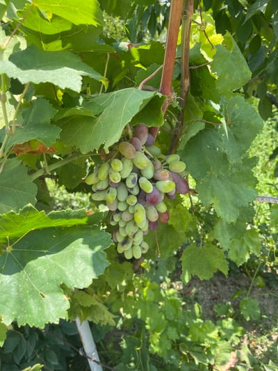 The image depicts a close-up of a bunch of ripe grapes hanging from a vine. The grapes are a mix of green and purplish hues, with some showing signs of ripeness and others still developing. The leaves of the vine are large and green, with serrated edges, and are dappled with sunlight. In the background, out of focus, are more green foliage and a blurry glimpse of what appears to be a rural or garden setting. The overall impression is one of a natural, outdoor environment, likely a vineyard or a garden in the city of Жаңы-Абад, Kyrgyzstan.