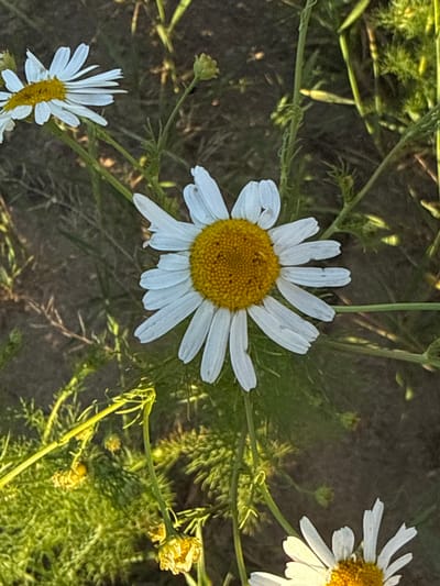 A close-up, outdoor, vertical, eye-level shot showcases a cluster of chamomile flowers bathed in natural light. The dominant subject is a large, fully bloomed chamomile flower positioned slightly left of center, its white petals radiating outwards from a bright yellow disc. The background is a muted blur of green foliage and dark soil, suggesting a garden or natural setting. Additional, less distinct chamomile flowers and buds are visible throughout the frame. The image appears to have been taken in Murom, Russia, likely in a public garden or park, given the prevalence of common wildflowers. No people or animals are present in the scene, and no actions or interactions are depicted. The overall impression is one of natural beauty and tranquility.