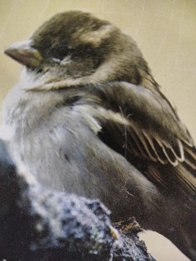 A small, brown bird with a short, pointed beak is perched on a dark, rough surface. The bird's feathers are a mix of gray and brown, with subtle patterns visible on its wings. The background is a soft, blurred beige. The bird appears calm and composed.
