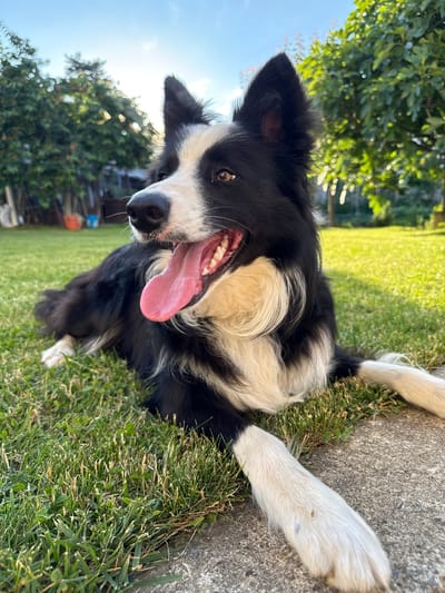 A black and white Border Collie dog is captured in a close-up, low-angle shot, lying on its back with its head tilted and looking directly at the camera. The dog's mouth is open wide, revealing its teeth and a long, pink tongue extended, indicating panting or a happy expression. Its brown eyes are bright and engaged. The fur is distinctly patterned, with black covering much of its face, ears, and body, contrasted by white fur on its muzzle, chest, belly, and legs.

The setting is outdoors on a sunny day. The dog is positioned on lush green grass, with a grey concrete surface visible along the right side of the frame. Scattered blades of grass grow at the interface between the concrete and the main grassy area. In the background, blurred green foliage from trees can be seen against a bright blue sky, suggesting clear weather. Strong sunlight illuminates the scene, casting highlights on the dog's fur and the surrounding environment. A small, light brown speck and a faint blue mark are visible on one of the dog's white paws resting on the concrete. There is no visible text in the image.