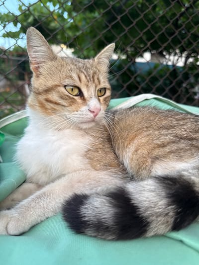 A medium-shot, eye-level outdoor photograph shows a tabby cat resting on a light green textured surface, possibly a bag or mat. The cat, with a white chest and legs, has a brown, grey, and black striped pattern on its back and tail, the latter being particularly bushy and striped. Its ears are pointed, and its eyes are a bright yellow-green. The cat's nose is pink. In the background, a chain-link fence with blurred green foliage and a light blue sky is visible. The scene appears to be an outdoor setting in Kyustendil, Bulgaria.