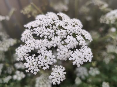 This media file is a close-up, low-angle photograph of a cluster of small white flowers. The flowers are tightly packed together, forming an umbrella-like shape. They are delicate and appear to be in bloom. The background is blurred and out of focus, with soft greens and browns, suggesting a natural outdoor setting, possibly a garden or field. There are hints of other similar flower clusters in the background, also out of focus. The lighting is soft, with no harsh shadows, indicating it might be a cloudy day or taken during the golden hour. The overall mood of the image is peaceful and natural. No people, objects, text, or specific events are visible. The location context provided is Beglatoy, Russia.