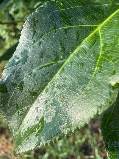 The image is a close-up, macro photograph of a single green leaf, likely from a plant or tree. The leaf is covered in small water droplets, suggesting it has recently rained or been watered. The intricate network of veins on the leaf's surface is clearly visible, highlighted by the way light reflects off the water droplets and the slightly textured surface. The leaf appears healthy and vibrant green.
The background is out of focus, showing blurred greenery and hints of brown earth or vegetation, indicating an outdoor setting. The lighting suggests it is daytime, with the sun casting a soft light that creates highlights on the water. There are no people or animals in the frame. The focus is entirely on the details of the leaf and the water droplets, creating an almost abstract natural composition.
The location context provided is Pavlodar, Kazakhstan. Given the natural subject matter, this suggests the image was taken in a park, garden, or natural outdoor space within or near Pavlodar. The weather appears to be pleasant, likely after a light rain. There is no visible text in the image. The overall mood conveyed is one of nature's delicate beauty and the simple, yet complex, details found in the natural world.