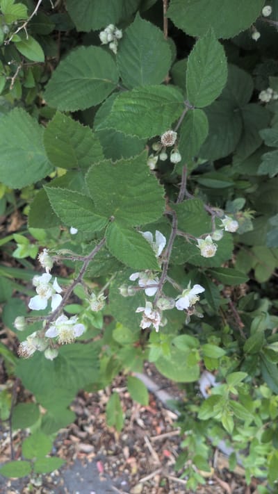 The image depicts a close-up view of a blackberry bush in bloom, likely in a natural or semi-natural setting within the city of Kiel, Germany. The bush features numerous green leaves, some with serrated edges. Delicate white flowers with yellow centers are scattered throughout the branches, some fully open and others in bud. Several developing green berries are also visible. The branches themselves are thorny, typical of blackberry plants. The background shows a mixture of more foliage, the ground covered with soil, dry leaves, and small pebbles. No people or animals are clearly identifiable, although a small insect, possibly a bee, is visible near one of the flowers, suggesting pollination activity. The lighting suggests it is daytime. The overall impression is of a wild or overgrown area, possibly a park, a garden edge, or a roadside verge in Kiel.