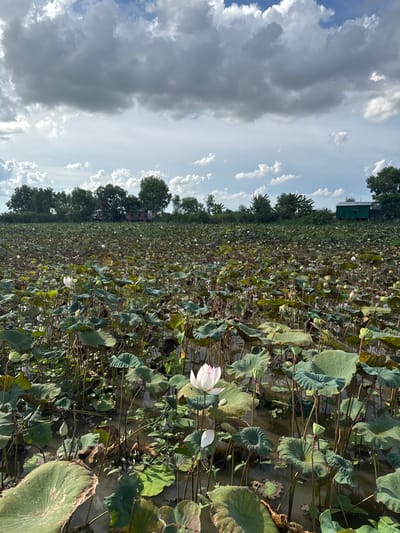 This image depicts a vast lotus pond, likely situated in the outskirts of Siem Reap, Cambodia, given the characteristic tropical vegetation and rural architecture visible in the background. The foreground is dominated by a dense carpet of large, green lotus leaves floating on murky water. Scattered throughout the pond are numerous lotus flowers, some in full bloom with white and pink petals, and others in various stages of budding. Tall stalks rise from the water, supporting the leaves and flowers. In the mid-ground, a line of trees forms a backdrop, interspersed with small, rustic structures that appear to be dwellings or storage sheds. A bright green building, possibly a more modern structure or a shed, is visible towards the right side of the image. The sky above is dramatic, with a mix of heavy, grey clouds and patches of bright blue, suggesting a dynamic weather system. The overall scene is one of natural abundance and rural tranquility.