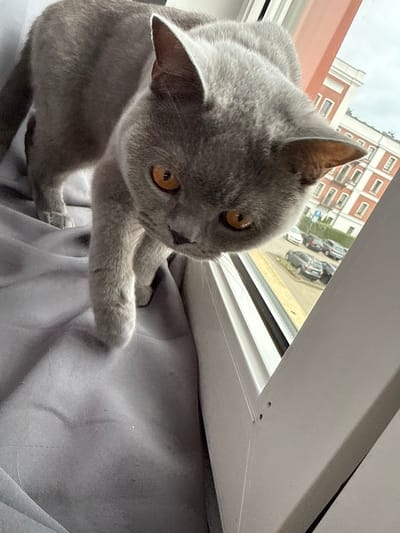 A British Shorthair cat with grey fur and bright orange eyes is perched on a grey fabric surface near a window. The cat is looking downwards and forward, with its front paws extending over the edge of the fabric. Outside the window, a street scene is visible, featuring parked cars and a building with red brick accents. The location is identified as Zielona Góra, Poland. The image is taken from a low angle, emphasizing the cat's presence and its interaction with the window.
