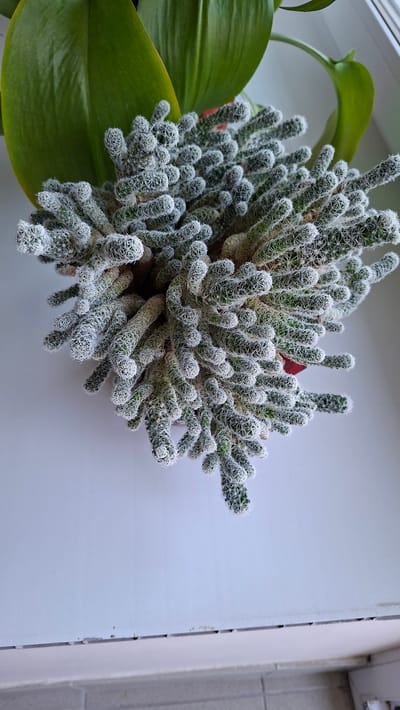 A close-up, overhead shot captures a dense, fuzzy cactus plant with many finger-like stems densely covered in white spines. The cactus is the primary subject, positioned in the upper left quadrant of the frame. To the left of the cactus, a large, glossy green leaf from another plant is visible, its surface reflecting light. The background is a plain, light-colored surface, possibly a windowsill or wall, with a vertical seam or edge visible on the right side, suggesting it might be an interior setting or near a window. A hint of a red object, possibly part of a pot or another plant, is visible behind the cactus. The lighting appears soft and diffused, suggesting it could be daytime, possibly indoors near a window. No people are visible in the image. The overall impression is one of botanical study, highlighting the intricate texture and form of the cactus. There is no visible text in the image. The provided location context of Nytva, Russia, does not offer further visual cues within the image itself.