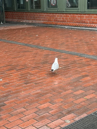 A lone seagull stands on a wet, red brick sidewalk in front of a building with green-trimmed windows and a red brick facade. The seagull is facing away from the camera, its white body and black-tipped tail visible. A dark grate runs horizontally across the foreground of the image. The building appears to be a public facility, as indicated by a "no smoking" sign visible in one of the windows. The scene is outdoors, with a gritty, urban feel, suggesting a location like a train station or a public square in Hamburg, Germany.