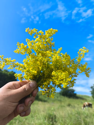 A hand holds a bouquet of yellow wildflowers against a bright blue sky with sparse white clouds. The flowers are small and clustered on thin stems, forming a frothy mass of yellow. In the background, a grassy meadow stretches towards a tree-lined hill. A blurry brown and white cow grazes in the distance. The scene suggests a rural setting, possibly in Anastasivka, Ukraine, on a sunny day.